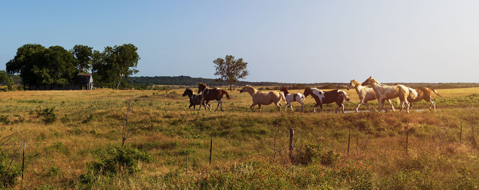 wild horses running in a field