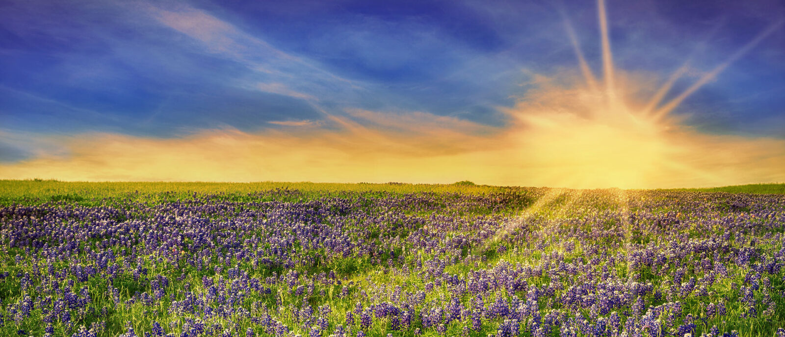 sunset over a field of lupins